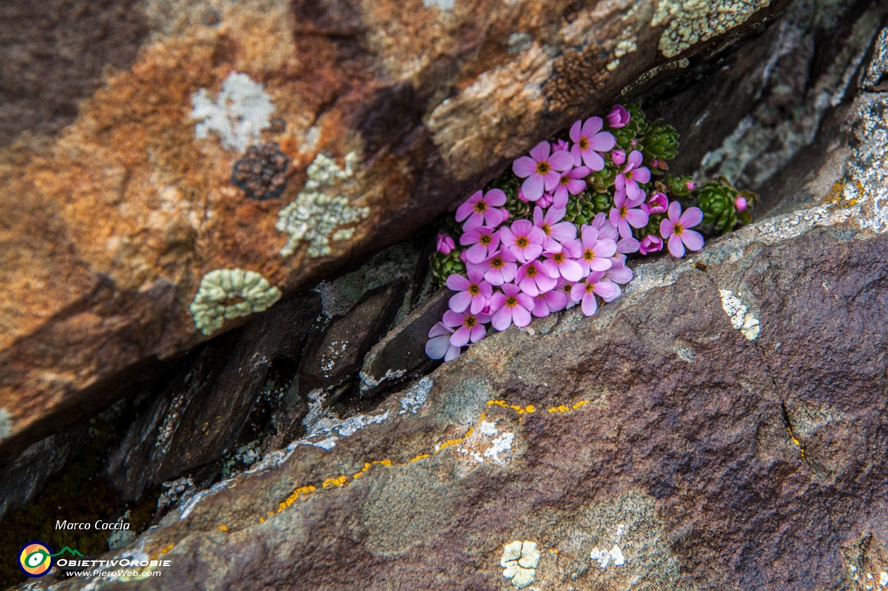 19_fiori tra le rocce.JPG